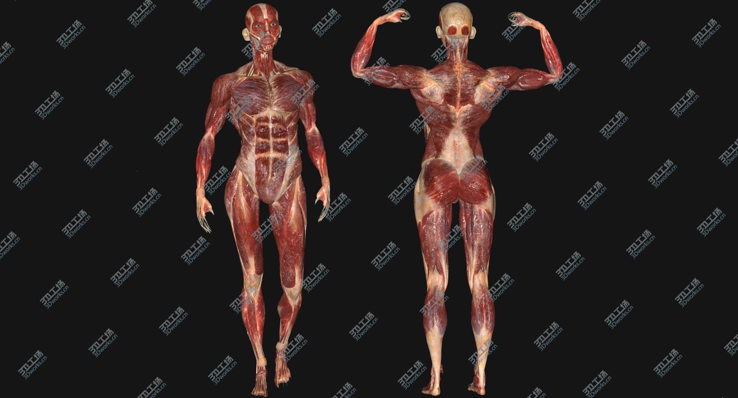 images/goods_img/20210313/3D model Male Muscular Anatomy (Rigged)/2.jpg